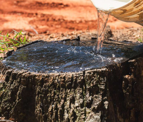 Stump Poisoning